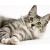 Норвежская лесная кошка картинки, обои, скачать заставку на рабочий стол
