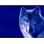 Волк на голубом фоне гламурные картинки на рабочий стол и обои для рабочего стола