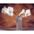 Белые орхидеи фото на рабочий стол бесплатно