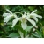 Орхидея Дендробиум Фаленопсис картинки, заставки на рабочий стол бесплатно