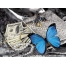 (1024х768, 388 Kb) Бабочка Амулет приносящая деньги, картинки, бесплатные заставки на рабочий стол