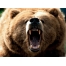 (1600х1200, 464 Kb) Бурый медведь фото, обои фон для рабочего стола