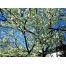 (1024х768, 322 Kb) Весна. Цветение... - картинки, заставки на рабочий стол бесплатно, тема - природа