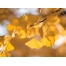 (1024х768, 99 Kb) Жёлтые листья осенью - картинки и рисунки для рабочего стола, рубрика - природа
