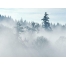 (1024х768, 102 Kb) Туманный лес утром - картинки - фон для рабочего стола, обои природа
