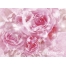 (1024х768, 186 Kb) Нежно розовые розы на 8 марта - картинки и обои, поменять рабочий стол, цветы
