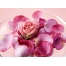 (1024х768, 177 Kb) Розовая роза с лепестками - картинки и обои на рабочий стол 1024 768, тема - цветы
