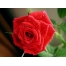 (1024х768, 181 Kb) Роза покрыта утреней расой - скачать красивые обои рабочего стола, тема - цветы
