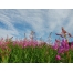 (1024х768, 322 Kb) Чайные цветы в поле - картинки - это супер рабочий стол, обои цветы