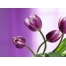 (1024х768, 166 Kb) Фиолетовые ландыши - картинки, обои и фоновые рисунки рабочего стола бесплатно, цветы