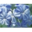 (1024х768, 202 Kb) Синие флоксы - красивые заставки на рабочий стол, обои цветы