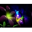 (1600х1200, 156 Kb) цветы, обои и красивые картинки на рабочий стол