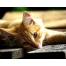 (1280х1024, 317 Kb) рыжий котик с печальными глазами, картинки на рабочий стол и обои