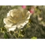 (1600х1200, 460 Kb) роза под дождём, скачать бесплатные обои и картинки
