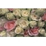 (1920х1200, 951 Kb) розы в пастельных тонах, фото на рабочий стол и картинки