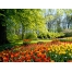 (1600х1200, 860 Kb) Яркие краски весны - цветочная поляна, картинки и качественные обои на рабочий стол