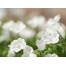 (1600х1200, 269 Kb) Белые цветы - весенние обои для рабочего стола., картинки и новые обои на рабочий стол