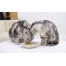(1920х1200, 304 Kb) Две серые кошки типа Whiskas и сладкое лакомство, скачать картинки бесплатные для компа