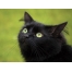 (1600х1200, 277 Kb) Пушистый чёрный кот, обои и прикольные картинки на рабочий стол