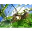(1600х1200, 429 Kb) муравей и капля росы, картинки, скачать фоновый рисунок рабочего стола