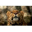 (1440х900, 322 Kb) Леопард, фото на комп и обои