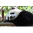 (1680х1050, 245 Kb) Грустная панда, скачать обои для рабочего стола и фото