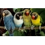 (1920х1200, 361 Kb) попугайчки - неразлучники , обои и прикольные картинки на рабочий стол