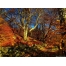 (1600х1200, 862 Kb) Осенний лес, картинки - фон для рабочего стола