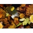 (1600х1200, 464 Kb) Осенний мольберт, картинки и широкоформатные обои для рабочего стола бесплатно