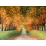 (1600х1200, 564 Kb) Осенняя дорога - Коньяк - Франция, картинки и обои, поменять рабочий стол