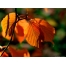 (1600х1200, 206 Kb) Осенняя листва, лучшие обои для рабочего стола и картинки