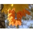 (1600х1200, 178 Kb) Осень, красивое фото на рабочий стол и картинки