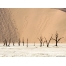 (1600х1200, 409 Kb) Пустыня Намиб, картинки и красивые обои