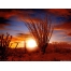 (1600х1200, 382 Kb) Пустыня Сонора, широкоформатные обои и большие картинки