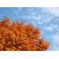 (1600х1200, 315 Kb) Яркая осень, скачать бесплатно картинки на комп и обои