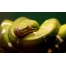 (1920х1200, 597 Kb) Зеленый змей картинки, обои, картинки и фото скачать бесплатно