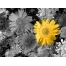(1600х1200, 427 Kb) Цветок Герберы картинки, фото на рабочий стол бесплатно