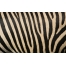 (1920х1200, 992 Kb) Полосы типа зебра картинки, фото обои и картинки