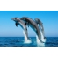 (1680х1050, 533 Kb) Дельфины Dolphins картинки, обои и красивые картинки на рабочий стол