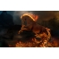 (1920х1200, 175 Kb) Огненный конь картинки, красивые обои на рабочий стол