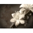 (1600х1200, 408 Kb) Белый цветок картинки, картинки и качественные обои на рабочий стол