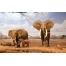 (1680х1050, 509 Kb) Африканский слон картинки, фотографии на рабочий стол