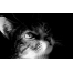 (1280х800, 114 Kb) черно-белый котик :) картинки, картинки, заставки рабочего стола скачать бесплатно