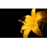 (1680х1050, 127 Kb) Желтая лилия - картинки и рисунки для рабочего стола скачать бесплатно