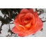 (1920х1200, 228 Kb) Красная роза - картинки и фотки на рабочий стол