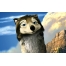 (1680х1050, 563 Kb) Волк Омега - бесплатные картинки и обои на рабочий стол