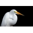 (1680х1050, 109 Kb) Крупная белая птица - картинки, обои, заставка на рабочий стол компьютера