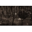 (1680х1050, 412 Kb) Бамбуковый лес - лучшие обои для рабочего стола и картинки