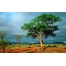 (1680х1050, 389 Kb) Дерево в африканской саванне - обои для большого рабочего стола и картинки