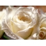 (1600х1200, 284 Kb) Красивая белая роза - фотообои для рабочего стола и картинки